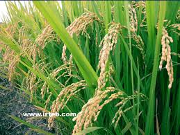 تحقیق گیاه شناسی برنج